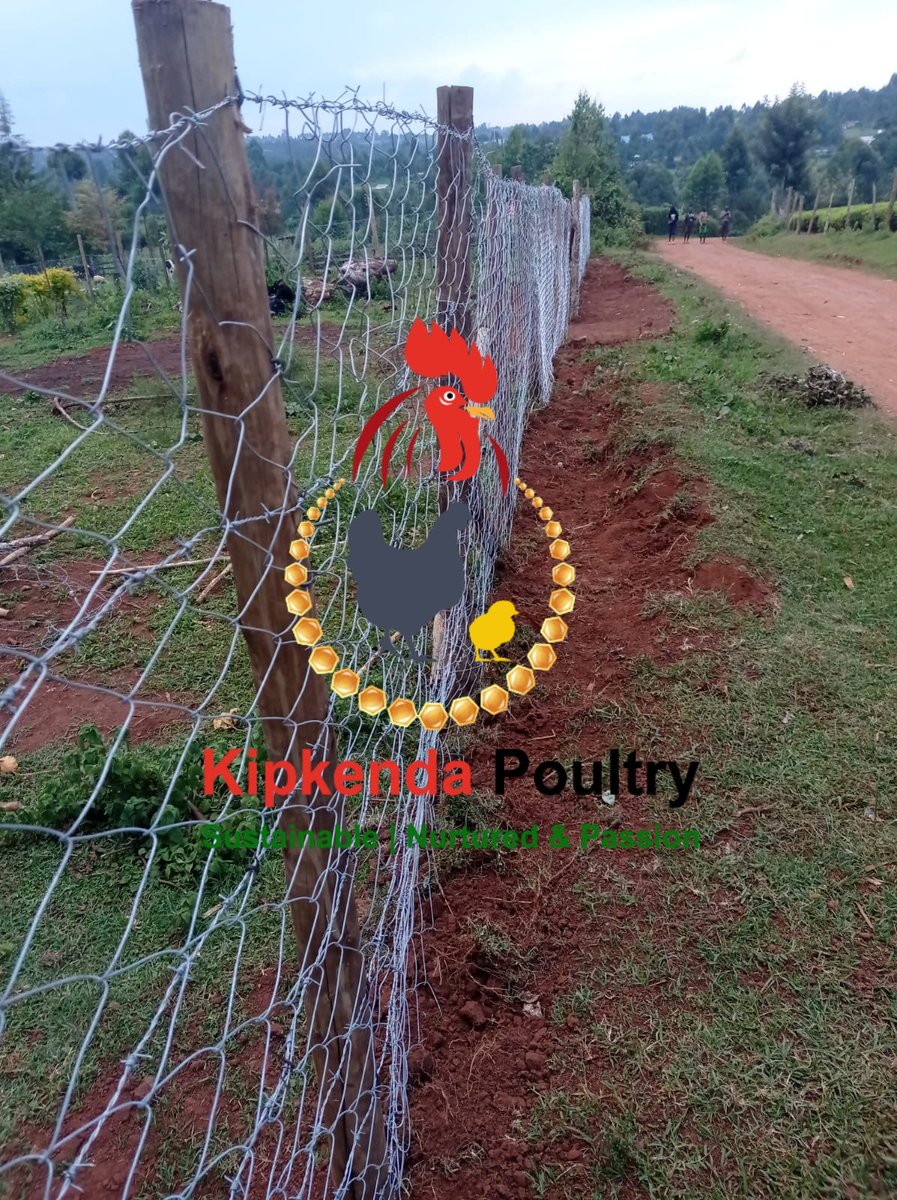KipkendaPoultry's tweet photo. We've been looking for somebody to do our chainlink to secure our compound and enable us to do semi-pasture poultry farming. Jasson Kogo of Mosoriot did what we think is an excellent job! #Sustainable #NurturedWithPassion @SeroneiCheison @SinoninTea @SinoninBiotech @VeganVlavour https://t.co/s8FeIvpQmL