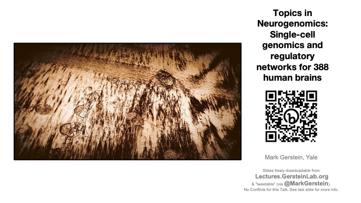 MarkGerstein's tweet photo. Posting my talk tomorrow at the #FestivalOfGenomics in Boston on Single-Cell Genomics for 388 Brains https://t.co/T359MPt8Jw Lots of new slides from the recent #psychencode papers (including collab. with @geschwindlab @MattGirgenti @daifengwang @JingZhang_bio) #psychencode24 https://t.co/MriaZdILb6