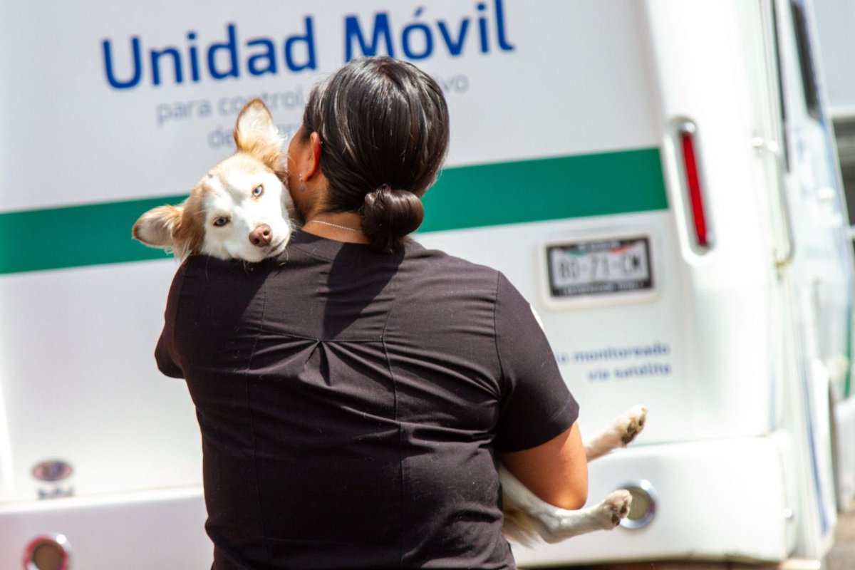 SEDEMA_CDMX's tweet photo. Un #TutorResponsable garantiza las cinco libertades de su animalito de compañía ⤵️😺🐶
1.Libre de hambre y sed
2.Libre de incomodidad
3.Libre de dolor y sufrimiento
4.Libre de enfermedad
5.Libre de expresar su comportamiento natural
@martibatres @GobCDMX https://t.co/wzd17u9Lze