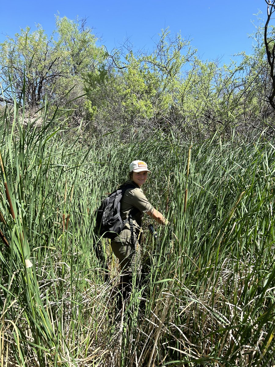 Dr. Jessie K. Pearl (@swampmonstah) on Twitter photo One common thread in my research: gnarly yet stunning field work. Today’s adventure took us on a 6 mile semi-impenetrable bushwhack looking for water in a San Pedro River tributary #wetdrymapping2024 <a href="/nature_arizona/">The Nature Conservancy in Arizona</a> #WhereIsMyChainsaw One common thread in my research: gnarly yet stunning field work. Today’s adventure took us on a 6 mile semi-impenetrable bushwhack looking for water in a San Pedro River tributary #wetdrymapping2024 <a href="/nature_arizona/">The Nature Conservancy in Arizona</a> #WhereIsMyChainsaw
