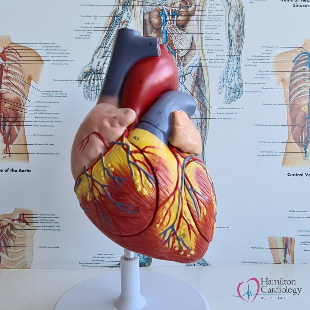 HeartDoctorNJ's tweet photo. Heart Failure is when the heart can’t pump as well as it should and some parts of the body do not receive enough oxygen-rich blood to work normally. 

Learn more: https://t.co/mkrOP0GJ6n https://t.co/AXNiumx1sz