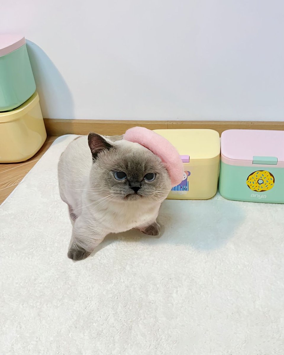 Cute Cats 🐱 tweet media