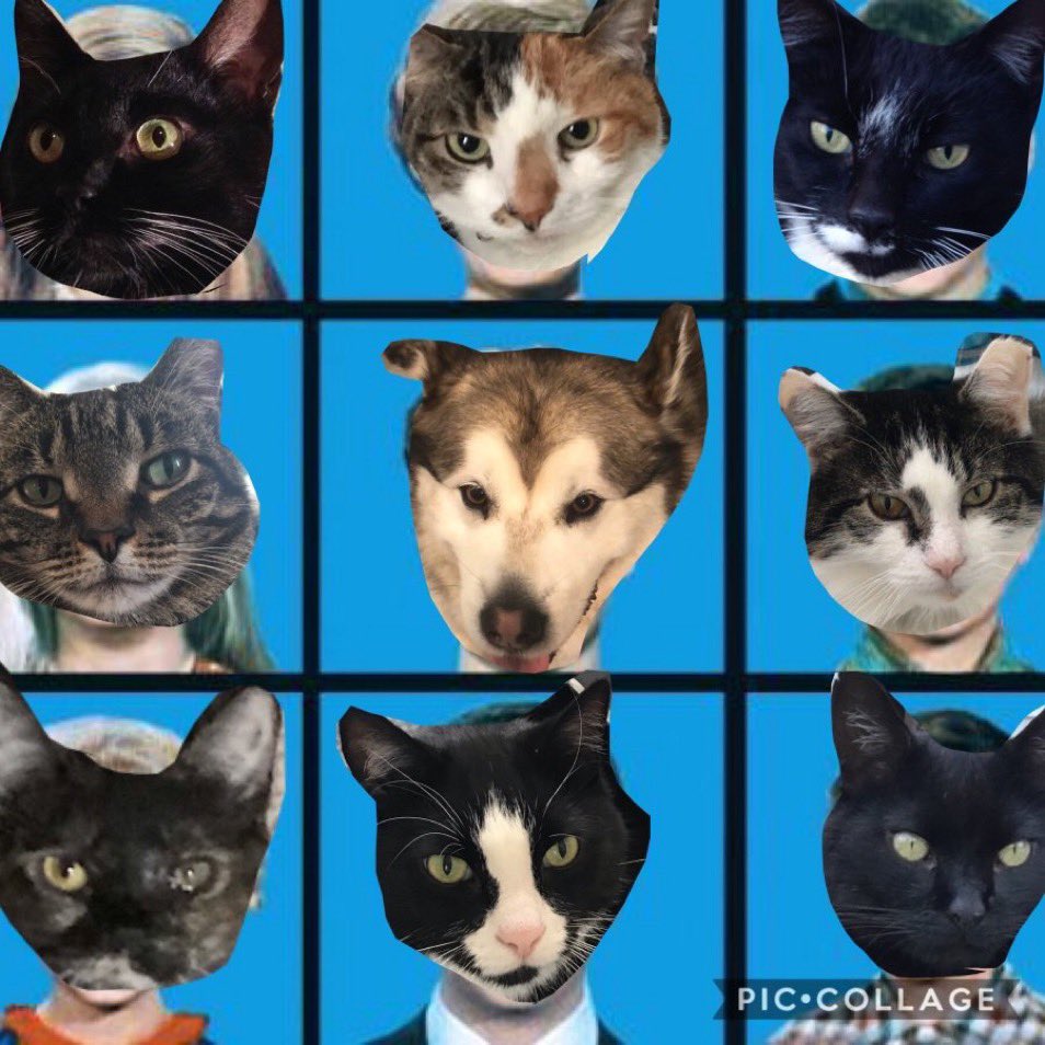Meownificent_7's tweet photo. We’re all #FormerFerals https://t.co/2Z2pKchg9I