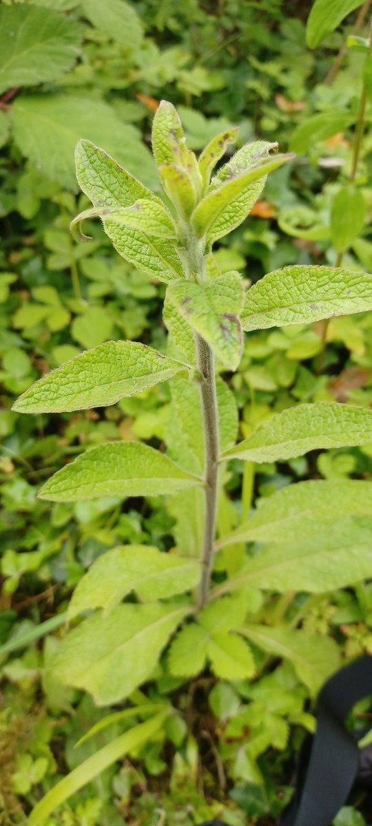 GarethStamp77's tweet photo. I can't quite put my finger in this plant ID. Any suggestions appreciated #wildflowerID @NatureLark https://t.co/28NeaYs9Cd