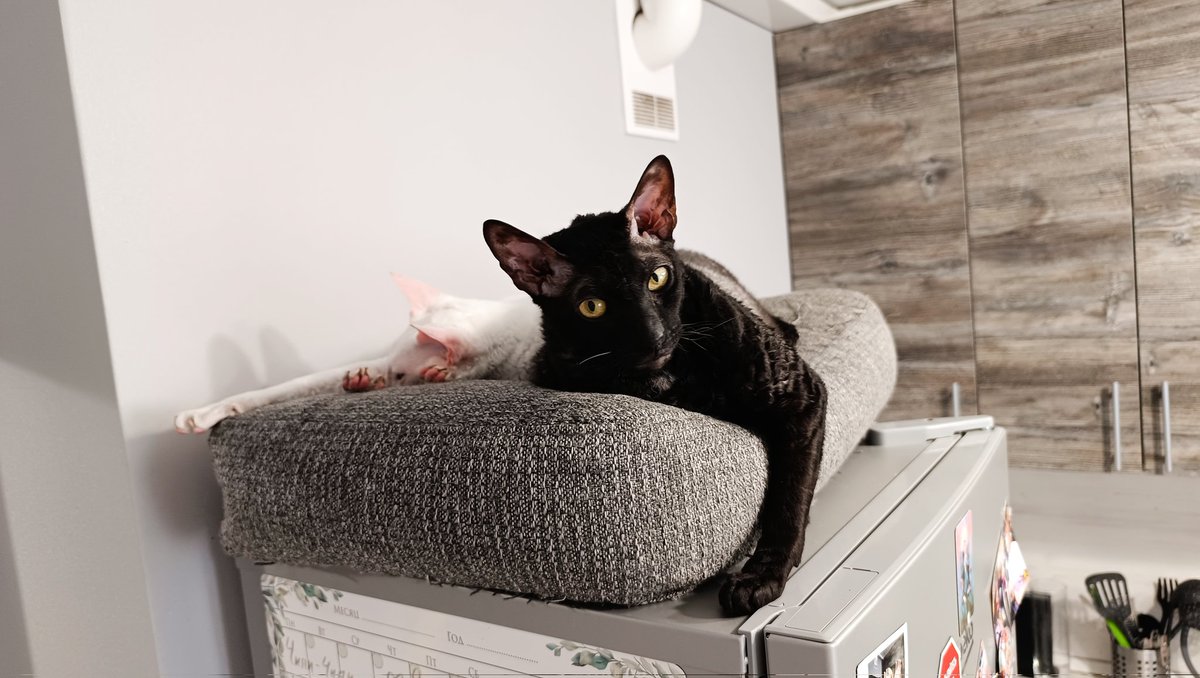 Залипательное возлежание на холодильнике.