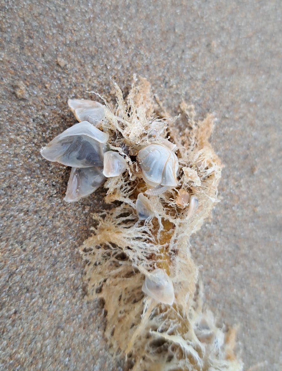 annika_clements's tweet photo. Help! Which tiny stalked pelagic barnacles are these? Pale, short stalk, not great photos. Lepas sp? @peediepuss @_Stickybeak ? 
Along with lots of tiny By-The-Wind Sailors (Velella velella) washing up at #Castlerock beach with the strong northerly wind, wee beauties https://t.co/byrseMpc26