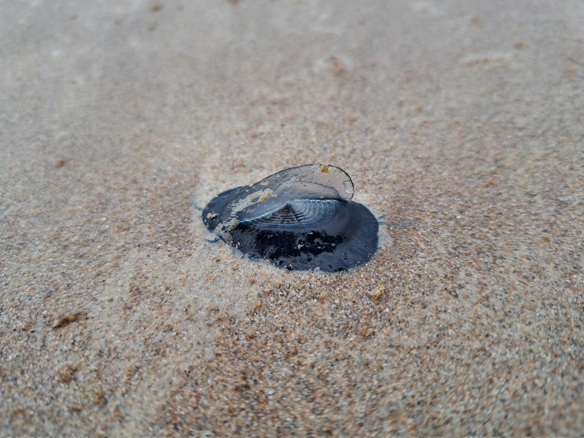 annika_clements's tweet photo. Help! Which tiny stalked pelagic barnacles are these? Pale, short stalk, not great photos. Lepas sp? @peediepuss @_Stickybeak ? 
Along with lots of tiny By-The-Wind Sailors (Velella velella) washing up at #Castlerock beach with the strong northerly wind, wee beauties https://t.co/byrseMpc26