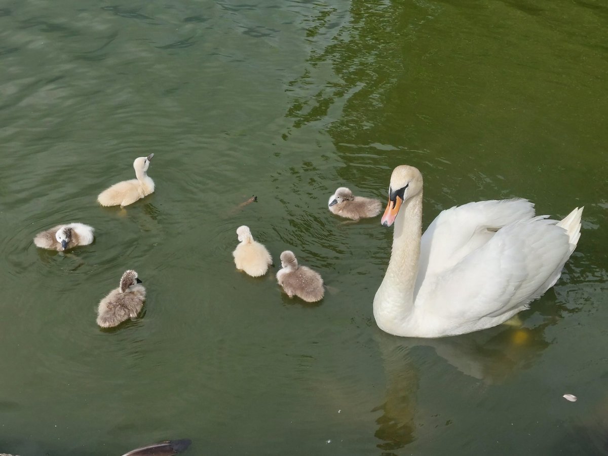 PoppyKouratora's tweet photo. #swanlake https://t.co/aLqGHUTetS