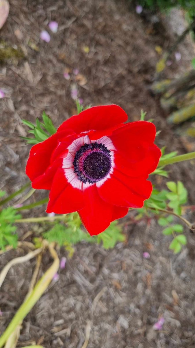 PleaseStayToday's tweet photo. The last 10 days have been 💩, but my friends know me and know how I roll. I thank them for that as today I’m rolling ok.
My bestie sent a poppy pic. She knew a pic could do what words couldn’t. I’m sharing the pic & #FriendsQuote to say #YouCanFindYourWay💚🙏💚 https://t.co/F5EzjJu2aq