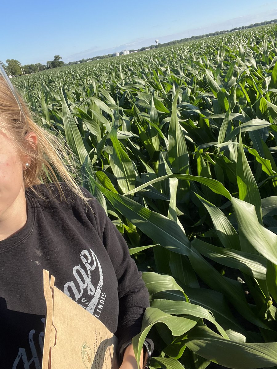 Flatland_Farmer's tweet photo. One of our agronomists out scouting today. Looks like we will be over head high by 4th of July! https://t.co/p65GcwV9ze