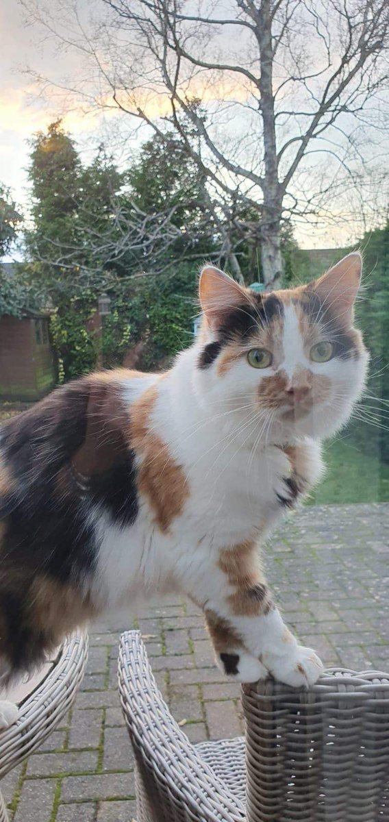 RhiwbinaInfo's tweet photo. Have you seen Ada? 
She’s been missing since Sunday from her home behind the shops in Lon y Deri. 
Please keep an eye out.
#missingcat #rhiwbina #cardiff https://t.co/auR5D4mOWU