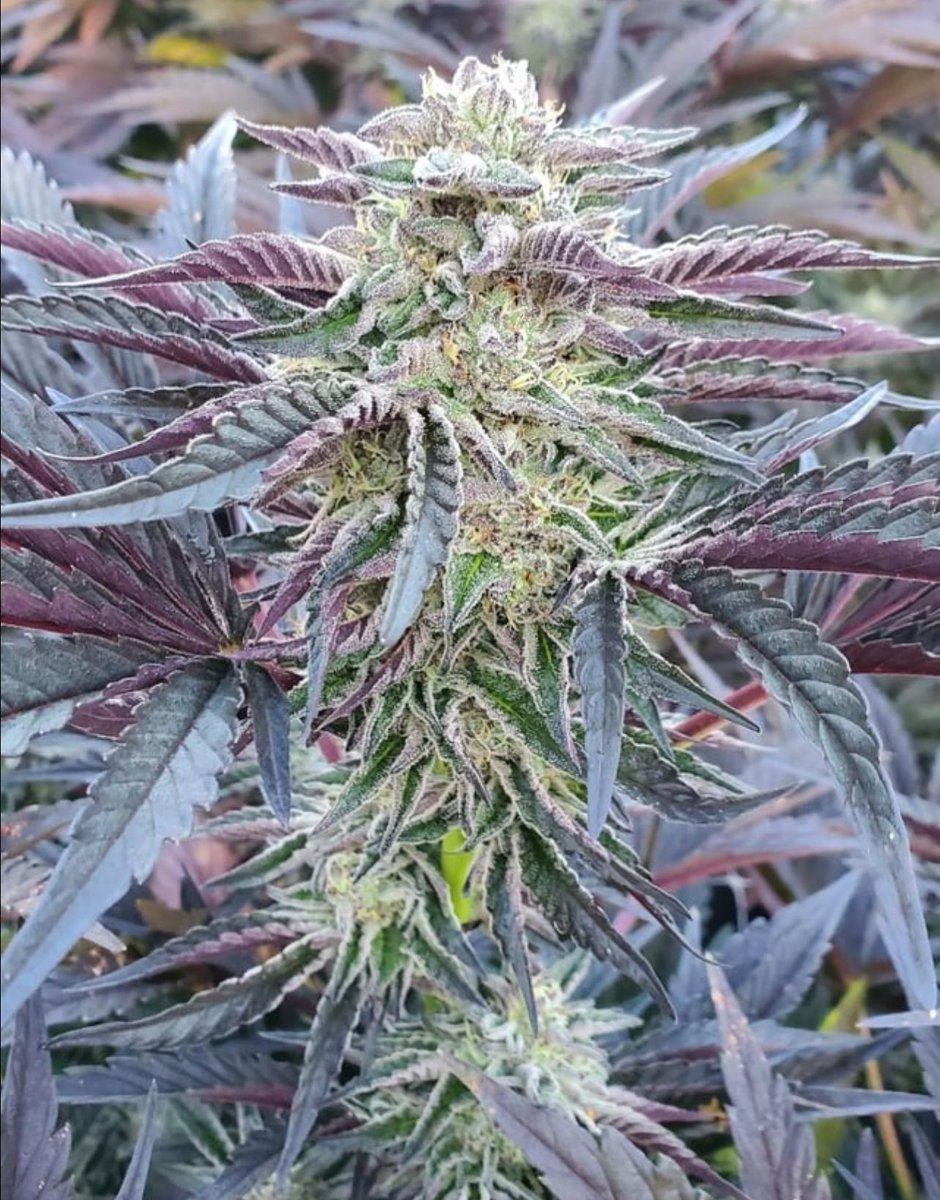📸Ice Cream Cake 🎂 
#weed