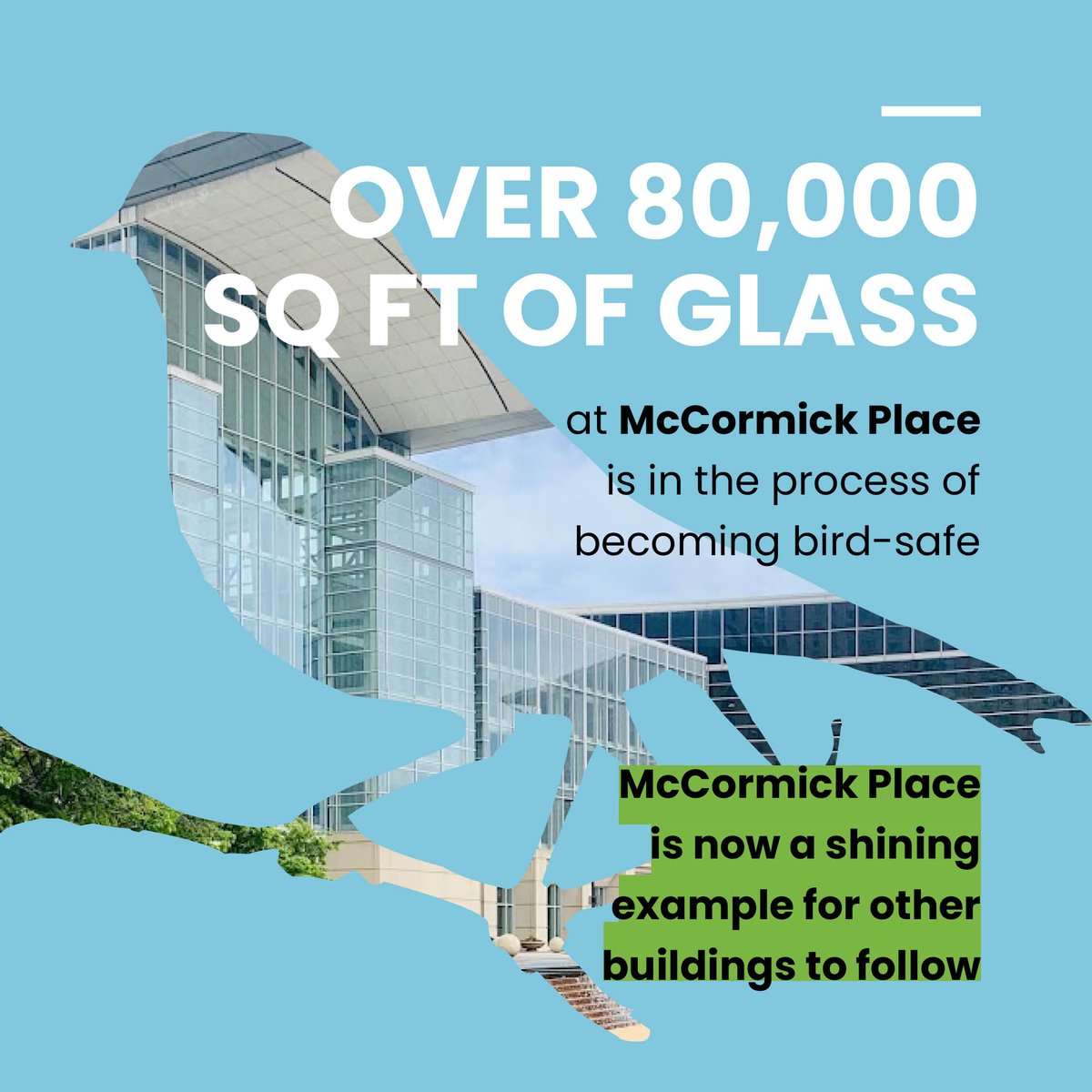 FeatherFriendly's tweet photo. Work in progress! Feather Friendly and NGS are thrilled to partner with McCormick Place in their mission to make the building safer for avian friends. Stay tuned for more updates! @featherfriendly @films_graphics @McCormick_Place #birdlife #conservation #safeglass #positivechange https://t.co/Xf6eJkxjst