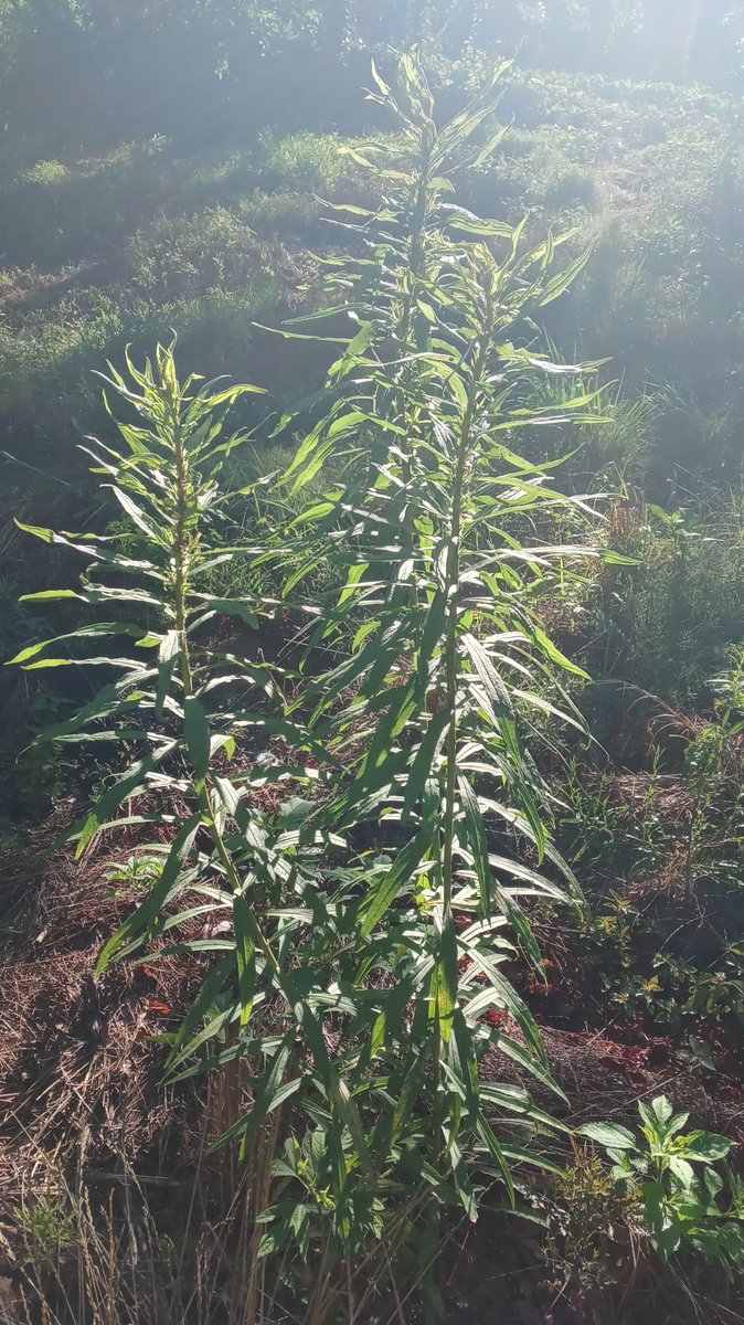 Volunteering with <a href="/TreesAtlanta/">Trees Atlanta</a> on the southside Beltline!