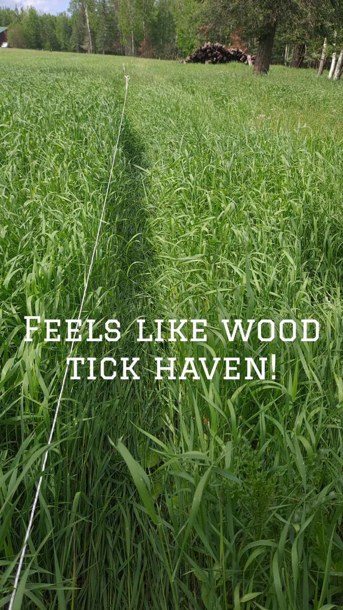 ridgewoodangus's tweet photo. Grazing the woods! https://t.co/tWaZDyUSAy