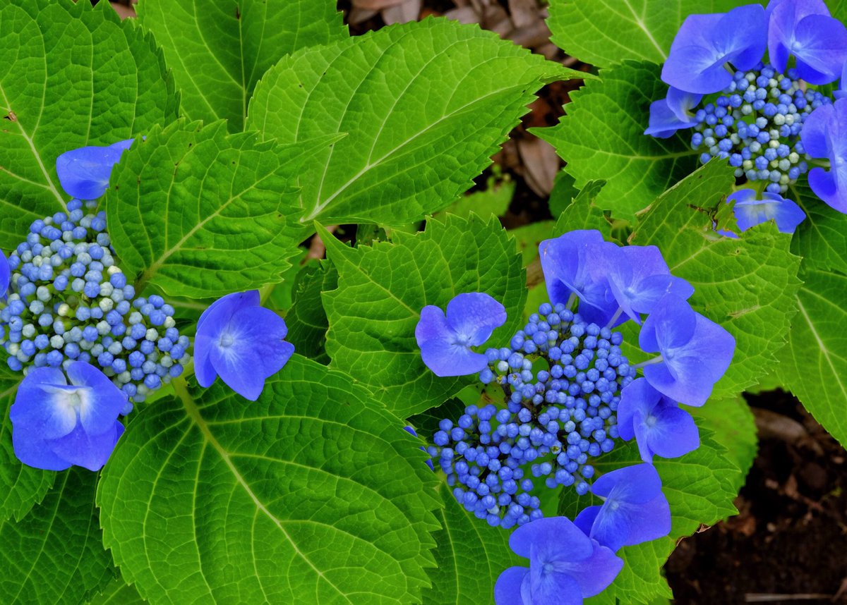 kikutaroid's tweet photo. 記録
#街歩き
#scene
#花 #flower
#植物 #plants
#路傍 #roadside
#fujifilm #fujifilmxt1 #xt1 #xmount 
#om_fxadapter
#olympus #om #omsystem #zuiko
#zuikoautomacro #zuikoautomacro5035 #ommount #macrolens #singlefocuslens #mflens #oldlens
#lightlyretouched
#snapseedapp https://t.co/C17cN1YOF1