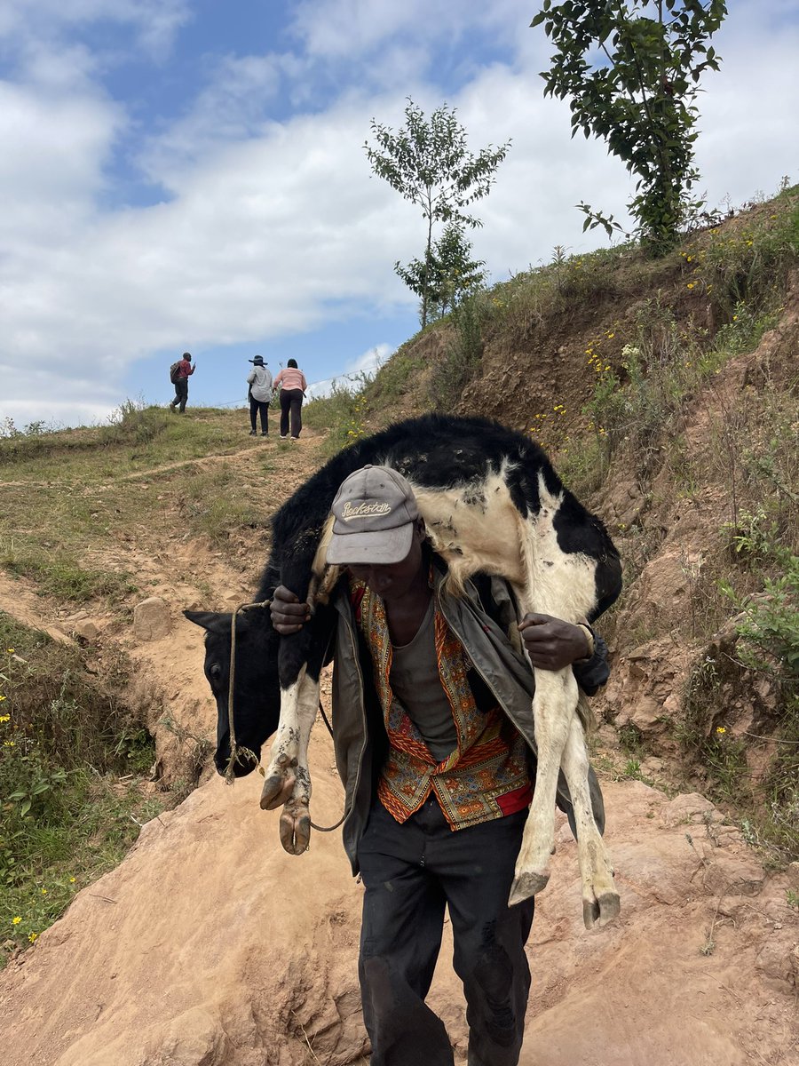 Can you carry a cow? Pictures taken in <a href="/NgororeroDistr/">Ngororero District</a>