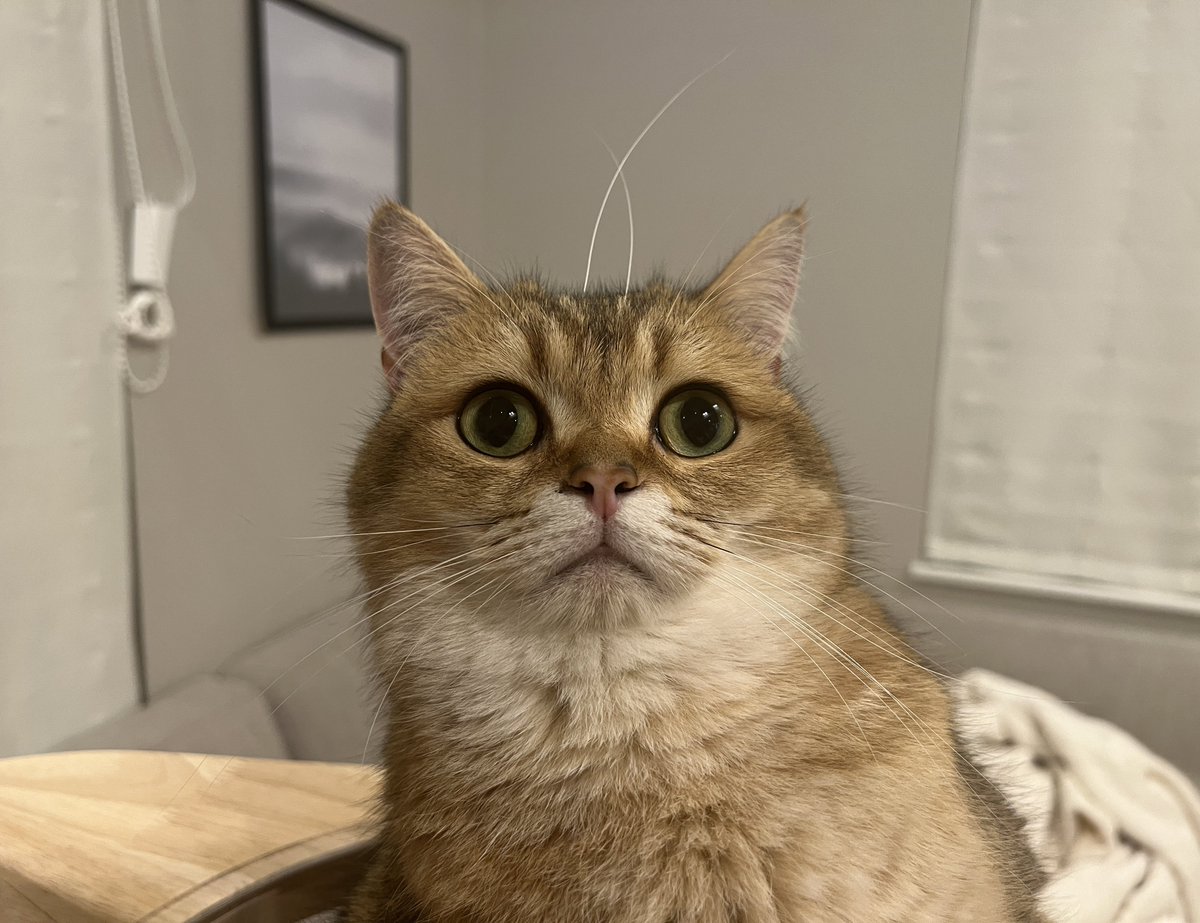 ぽてこゆこめ。 tweet media