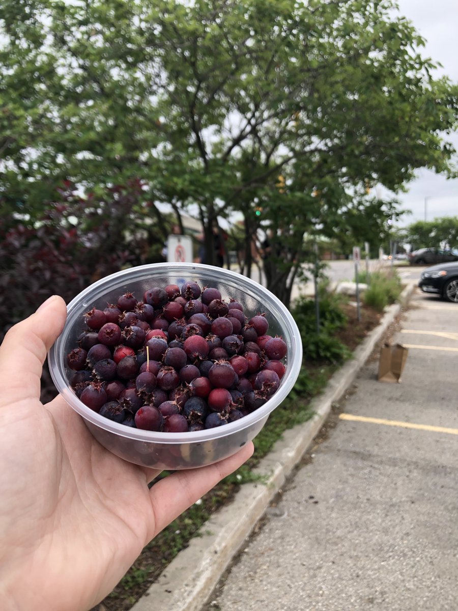We have a volunteer opportunity for this Thursday from 4-5:30pm picking service berries. Pick a pint, keep a pint!

For more information and sign up, click here: signup.com/go/WMFaZUB