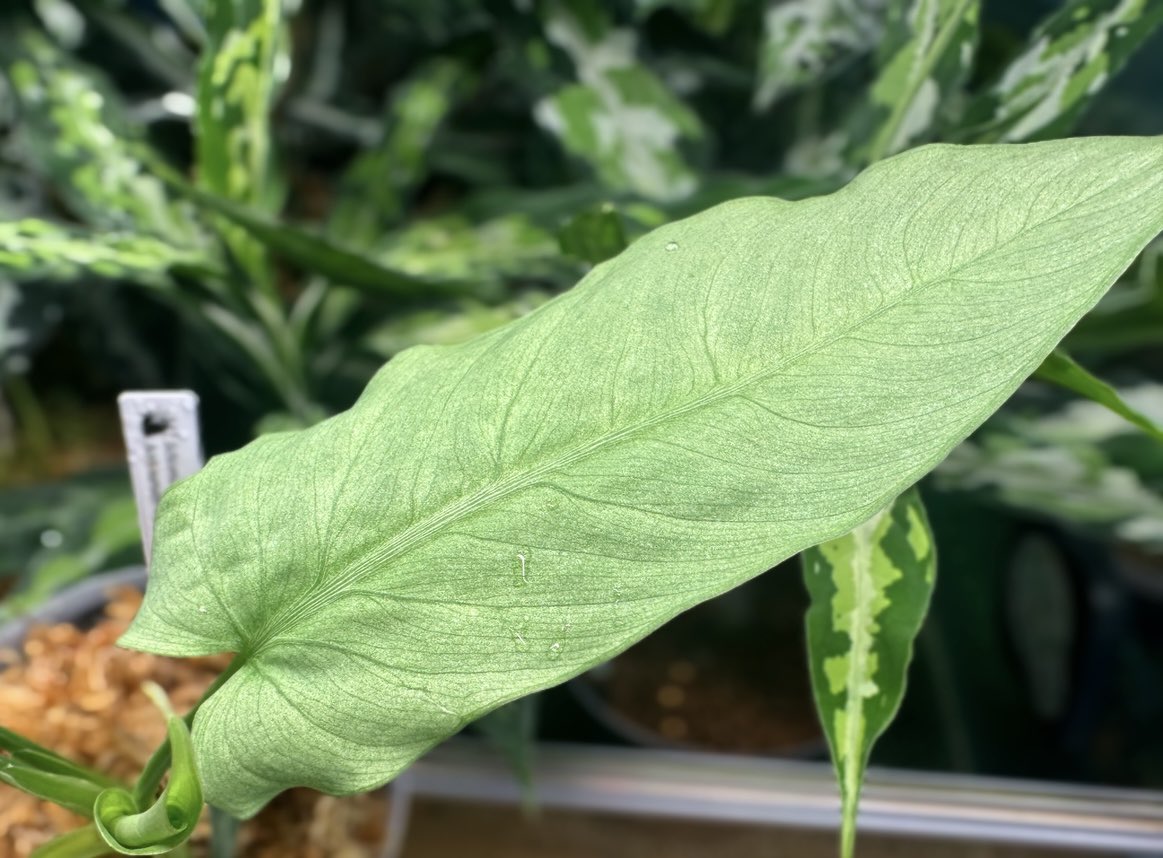 スキスマトグロッティスJade LA便