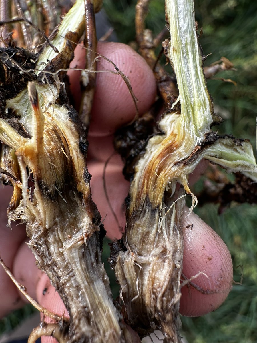 Podredumbre de corona en Alfalfa.
Estas plantas disminuyen su producción y probablemente terminen muriendo.