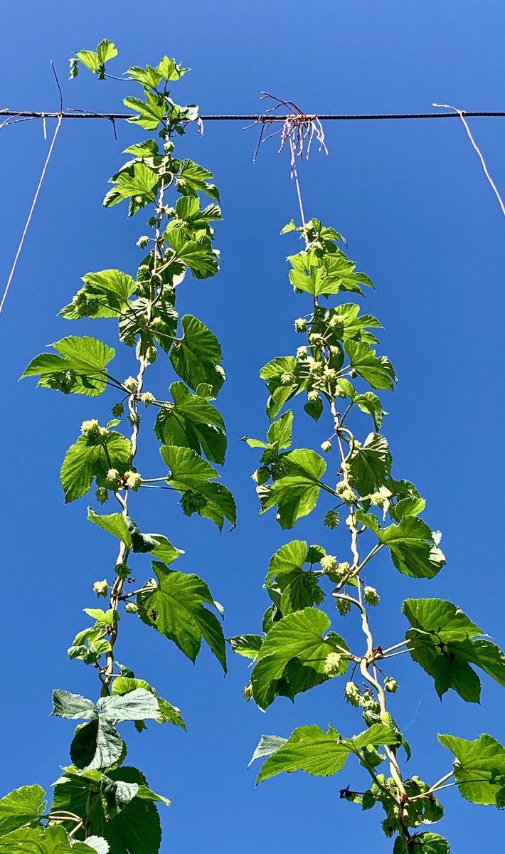 FarmBoyFarms's tweet photo. Hops on the bines! 
#NChops 
#NCgrown https://t.co/Wbei3XhUmF