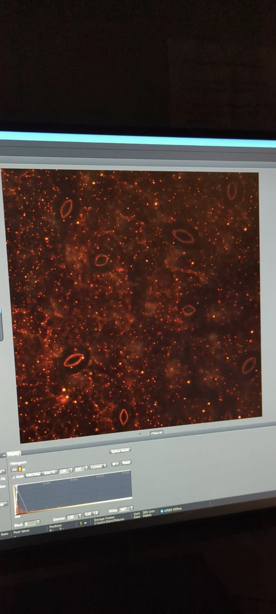 Are you attending <a href="/ASPB/">ASPB</a> PB24 in Hawaii? Do you like imaging and transcription dynamics?<a href="/SessenDaniel/">Sessen Daniel</a> and I, with the incredible help of Simón Álamos and <a href="/Morpholosophist/">Avilash Singh Yadav</a>, have put together an incredible workshop training you to analyze transcriptional imaging data, join us!