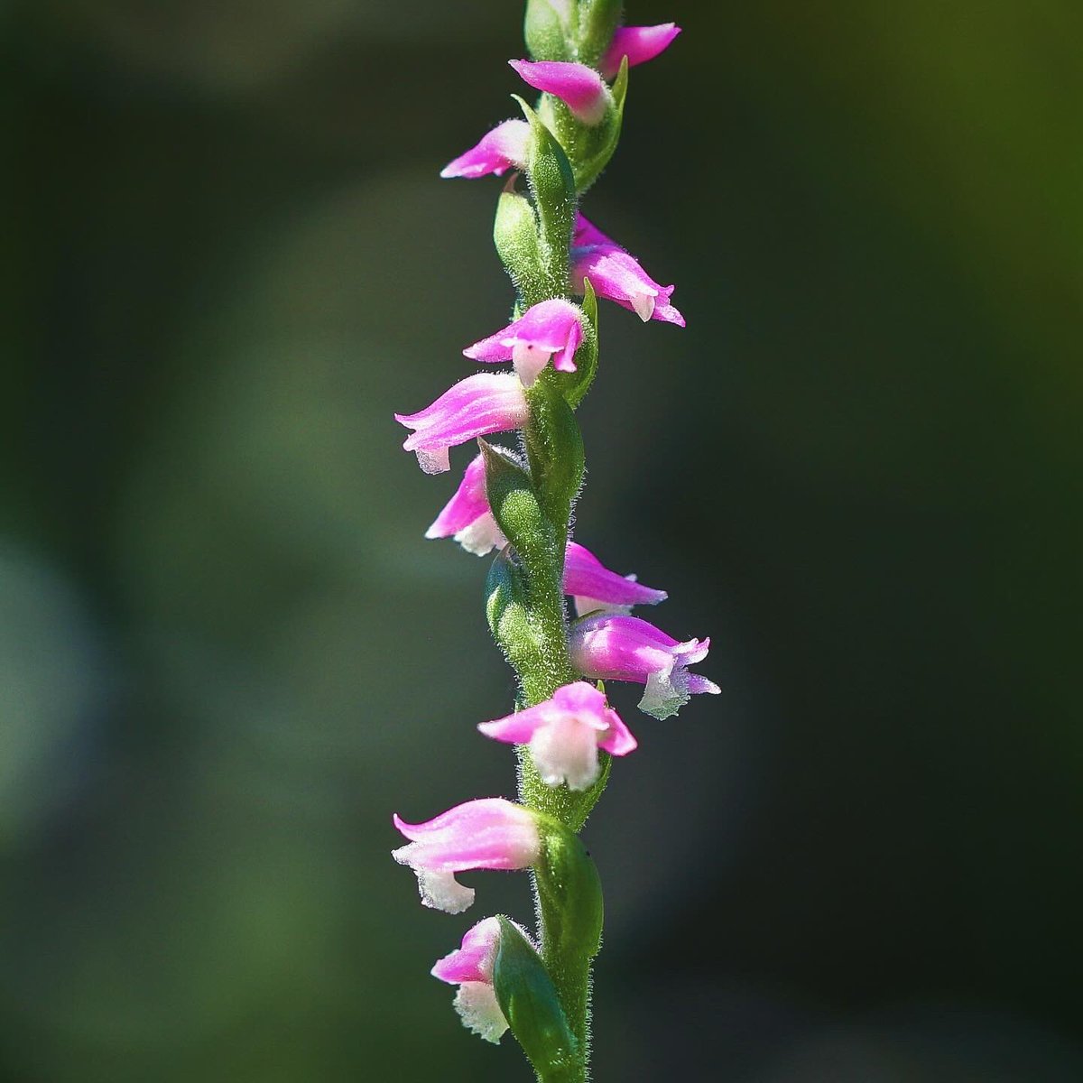 newratcom's tweet photo. ・
cool wind
・
・
@ 涼しい風が心地良いです
#nature #flower #ネジバナ
#spiranthessinensis
#coolwind #涼しい風
#natuelovers #flowerlovers
#naturephotograph https://t.co/4QfDnyxdT4