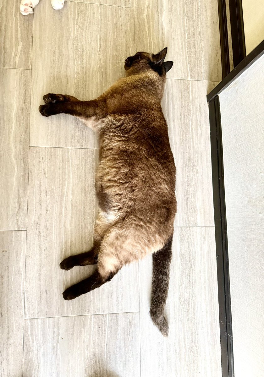 猫が落ちてる季節になりました。