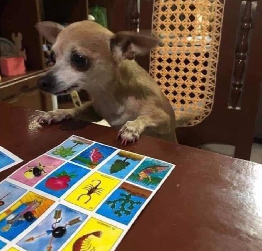 When they scream ′′loteria′′and you barely carry 3 beans
