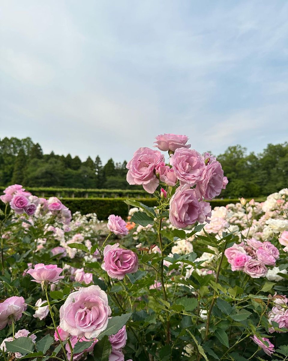 FSTokyo's tweet image. West of Tokyo in Chofu, Jindai Botanical Gardens are renowned for their rose festival, held each spring and autumn. Reach out to Keigo and our Concierge team for more insight into the must-visit places in Tokyo around this time!

Photo by bit.ly/4aNDCBo

#FSTokyo