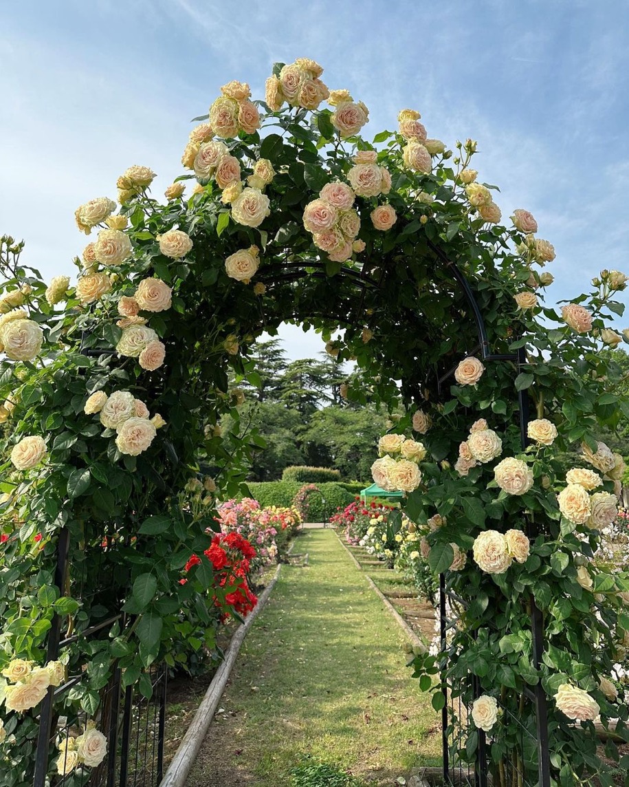 FSTokyo's tweet image. West of Tokyo in Chofu, Jindai Botanical Gardens are renowned for their rose festival, held each spring and autumn. Reach out to Keigo and our Concierge team for more insight into the must-visit places in Tokyo around this time!

Photo by bit.ly/4aNDCBo

#FSTokyo