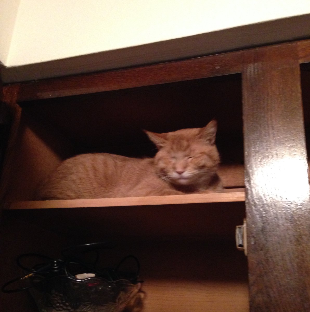 We said we were going to have a Weds episode but it turns out we will not. See you Friday, but to make up, here is a picture of Celine hiding in the kitchen cabinets back in 2015