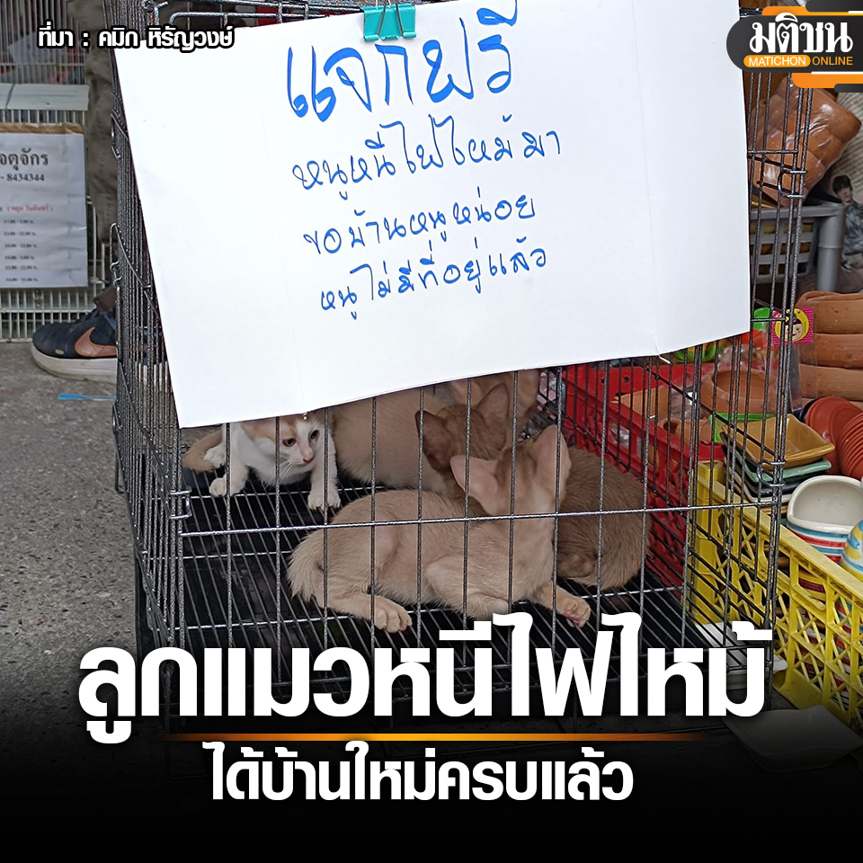 MatichonOnline's tweet photo. ประกาศหาผู้อุปถัมภ์ ลูกแมวหนีตาย ไฟไหม้โซนสัตว์เลี้ยง จตุจักร ได้บ้านใหม่ครบแล้ว
.
จากกรณีที่เกิดเหตุเพลิงไหม้ภายใน #ตลาดศรีสมรัตน์ หรือ #ตลาดปลาจตุจักร ถนนกำแพงเพชร 4 แขวงจตุจักร เขตจตุจักร ซึ่งเป็นพื้นที่ของการรถไฟแห่งประเทศไทย (ร.ฟ.ท.) เป็นแหล่งค้าขายสัตว์เลี้ยง ปลาสวยงามขนาดใหญ่ เมื่อเวลาประมาณ 03.40 น. วานนี้ (11 มิถุนายน)
.
ได้มีเหล่าผู้ค้าสัตว์เลี้ยงประกาศหาผู้อุปการะสัตว์บางส่วนที่ไร้บ้านอยู่ ดังเช่น เฟซบุ๊ก คมิก หิรัญวงษ์ ที่ได้โพสต์ประกาศขอผู้ใจบุญอุปถัมภ์ลูกแมว โดยเขียนป้ายติดไว้ว่า “แจกฟรี หนูหนีไฟไหม้มา ขอบ้านหนูหน่อย หนูไม่มีที่อยู่แล้ว” และว่า “แมวหนีตายไฟไหม้ ตลาดจตุจักร ขอผู้ใจบุญอุปถัมภ์ครับ” ก่อนที่ต่อมาจะอัพเดตว่า น้องๆ ได้บ้านครบหมดแล้ว
.
โดยโพสต์ดังกล่าวมีผู้ให้ความสนใจจำนวนมาก ทั้งช่วยแชร์หาผู้อุปการะกว่า 4.2 พันครั้ง และคอมเมนต์สอบถามข้อมูลเป็นจำนวนมาก ตลอดจนขอบคุณผู้ใจดีที่รับน้องแมวไปเลี้ยงดูด้วย เช่นว่า

– ขอให้ผู้ใจบุญที่มีจิตเมตตา รับน้องไปดูแลให้ดีนะครับ น้องๆ ผ่านช่วงชีวิตที่เลวร้ายมามากพอแล้ว
– ขอบคุณแทนน้องๆ ด้วยค่ะ มีชีวิตใหม่กันแล้วนร๊าเด็กๆ
– น้องๆ ผอมไปนะ หลังจากนี้ขอให้น้องๆ มีบ้านที่อบอุ่นค่ะ
– อนุโมทนาบุญกับผู้ใจบุญที่รับน้องๆ ไปเลี้ยงด้วยนะคะ
– ต่อไปน้องๆ จะได้มีบ้านไม่ต้องอยู่ในกรงแล้วพี่ ดีใจแทนเด็กๆ