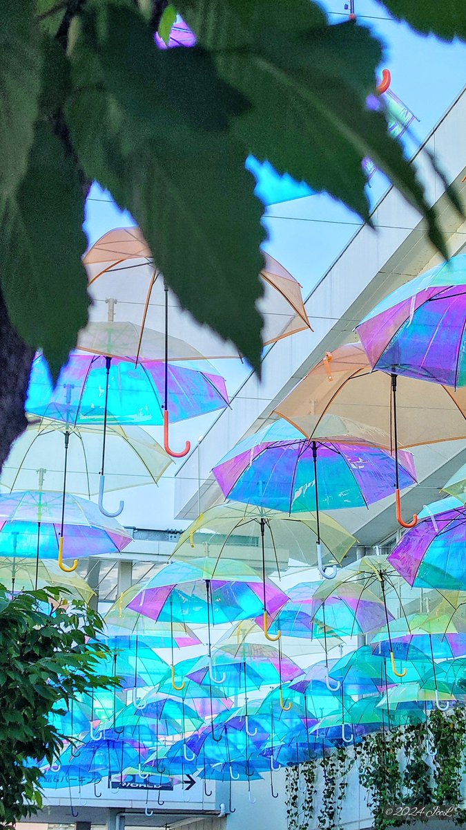 jrsjkai's tweet photo. エイスクエア アンブレラパティオ2024☂️
2024.05.26撮影
#滋賀県 #草津市 #エイスクエア #ASQUARE #アンブレラパティオ2024 #傘 https://t.co/vZqhFgFZpF