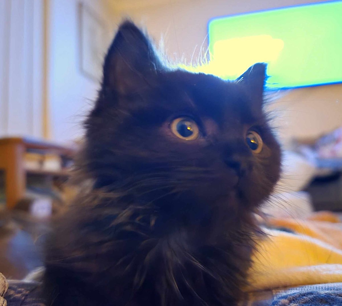 Langf2Chrystale's tweet image. Our foster fail kitten. Hades welcome to our family 🥰🥰🥰 #rescuekitten #AdoptAShelterCat #voidkitten #blackcats #fosterfail