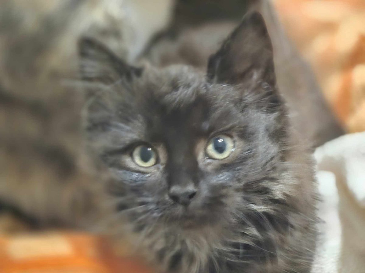 Langf2Chrystale's tweet image. Our foster fail kitten. Hades welcome to our family 🥰🥰🥰 #rescuekitten #AdoptAShelterCat #voidkitten #blackcats #fosterfail