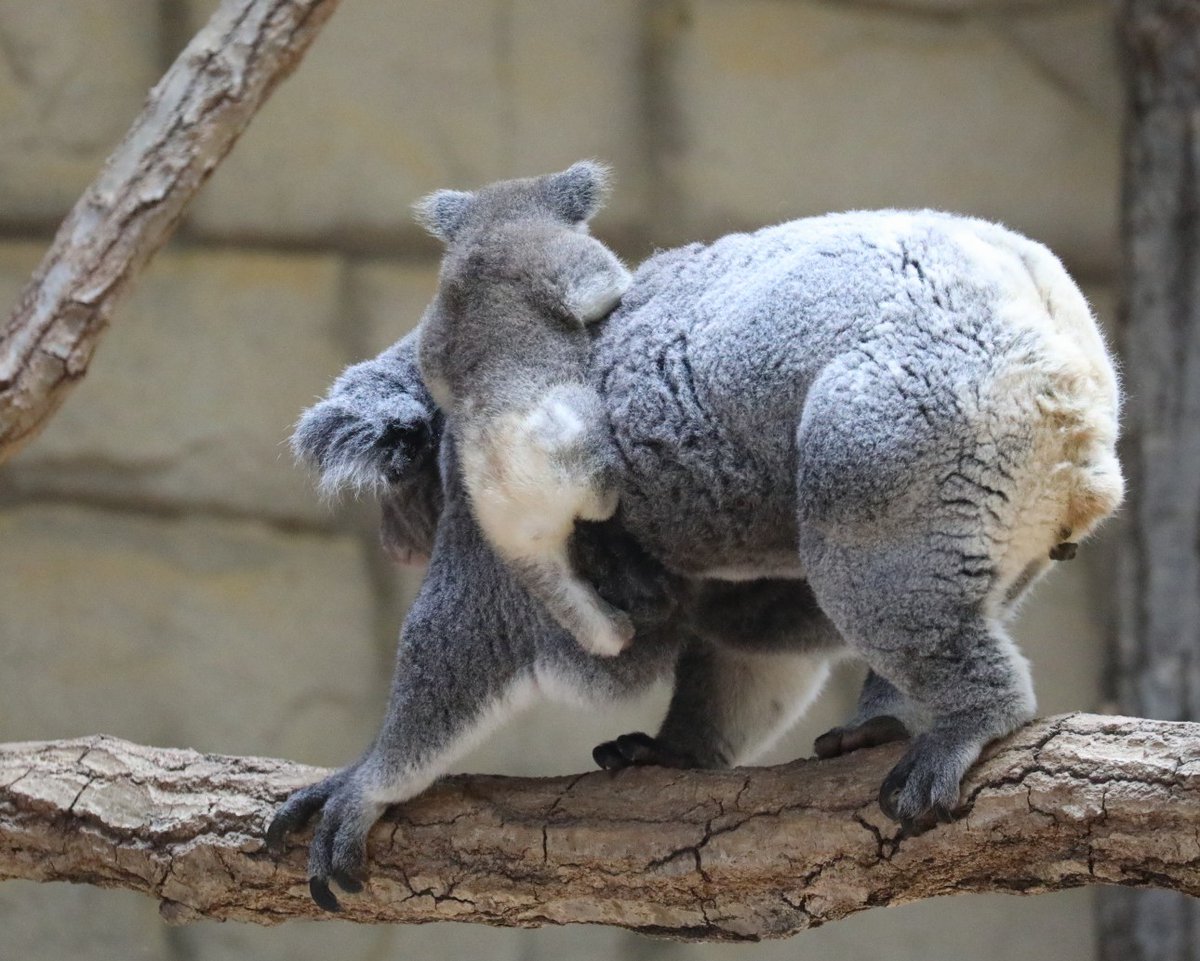 higashiyama5555's tweet photo. コアラの赤ちゃんのお尻は
白くてふわふわ🐨

りんと赤ちゃん
#東山動植物園　#コアラ https://t.co/QWz6tWFyaS