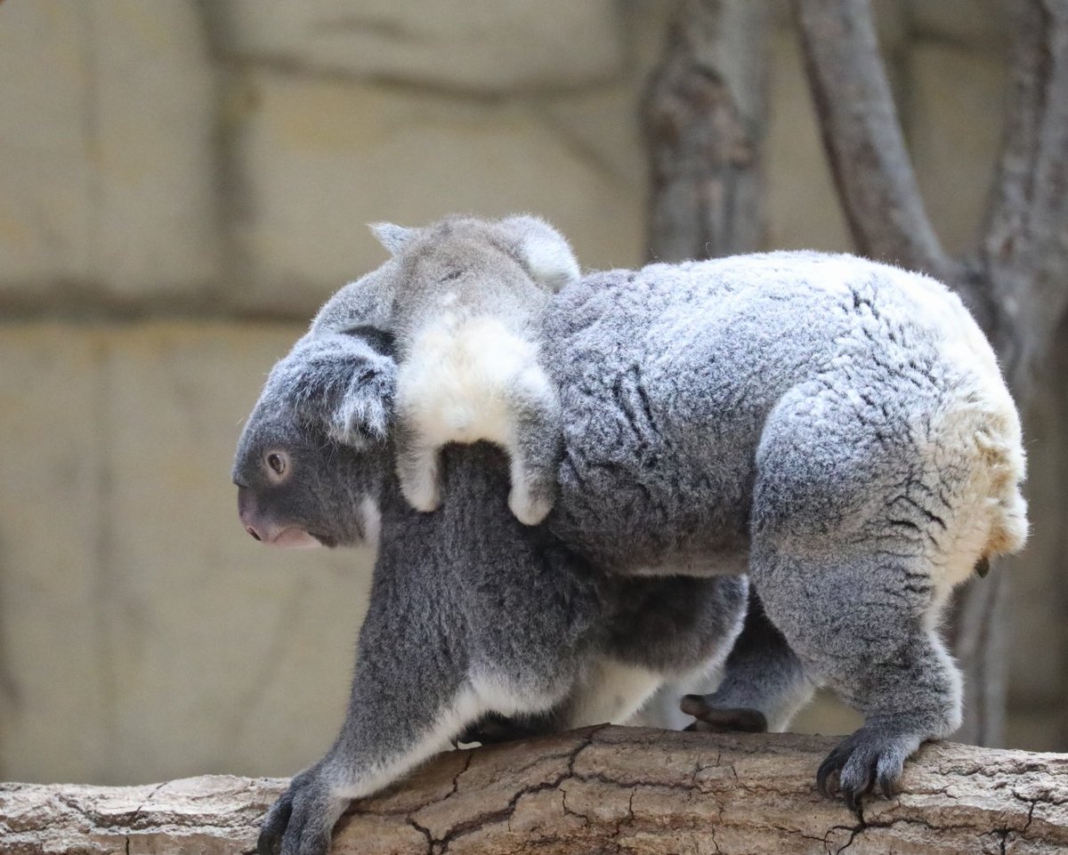 higashiyama5555's tweet photo. コアラの赤ちゃんのお尻は
白くてふわふわ🐨

りんと赤ちゃん
#東山動植物園　#コアラ https://t.co/QWz6tWFyaS
