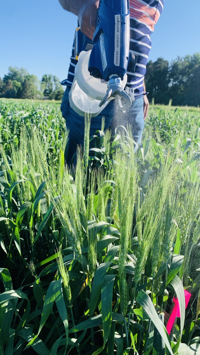 SubashSDSU's tweet image. Key factors align for disease triumph: virulent inoculum, susceptible host, and optimum moisture. 2024's Winter Wheat Scab Nursery. @USWBSI @WheatInnovation @SDState #winterwheat #fhb #misting #disease