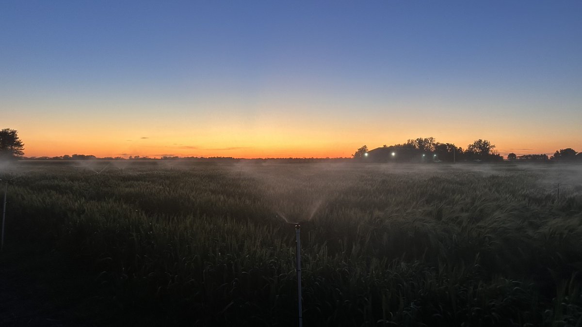 SubashSDSU's tweet image. Key factors align for disease triumph: virulent inoculum, susceptible host, and optimum moisture. 2024's Winter Wheat Scab Nursery. @USWBSI @WheatInnovation @SDState #winterwheat #fhb #misting #disease