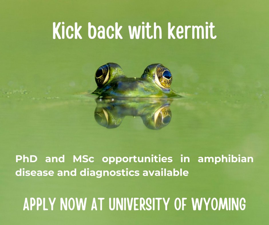 WildlifeDisease's tweet photo. PhD and MSc opportunities to work on amphibian disease and diagnostics are now available at the University of Wyoming, Veterinary Sciences Department.
Graduate assistantships (stipends) are available on a rolling basis.
For more contact María Forzán (mforzan@uwyo.edu). https://t.co/gOdSKAlGva
