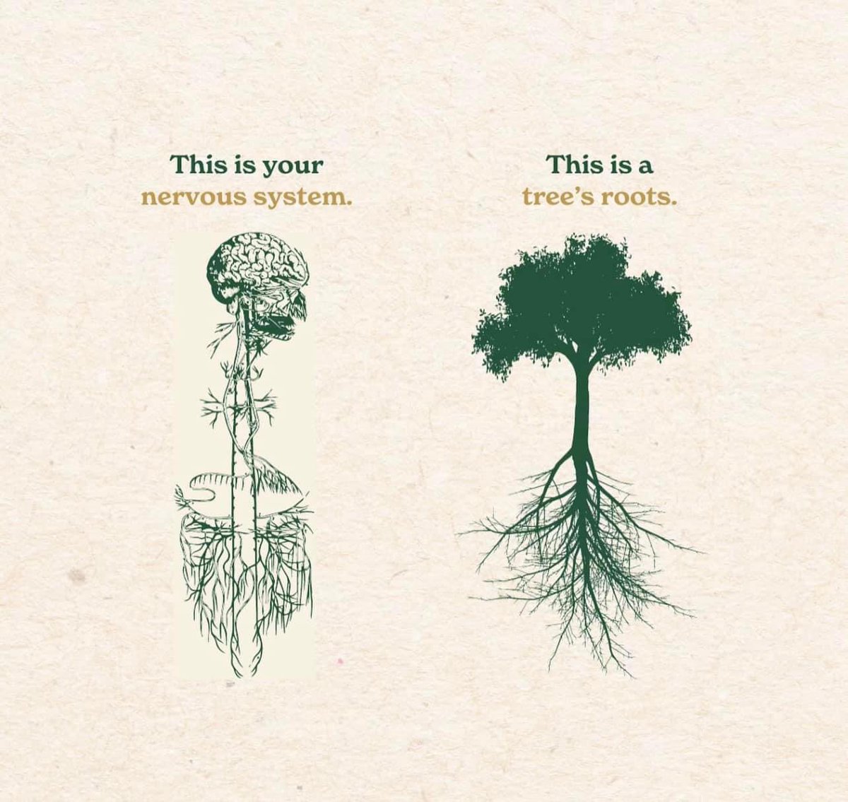 We are all trees 🌳