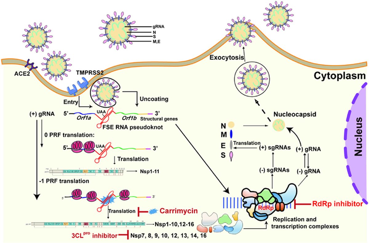 ActaPharmSinB's tweet photo. Highlight Article✍️#Carrimycin inhibits #coronavirus #replication by decreasing the efficiency of #programmed –1 #ribosomal frameshifting through directly binding to the #RNA pseudoknot of viral #frameshift-stimulatory element. From Dr. Jiang @ELSpharma.
https://t.co/tGsYe3zT3U https://t.co/8RqDQRQo9K