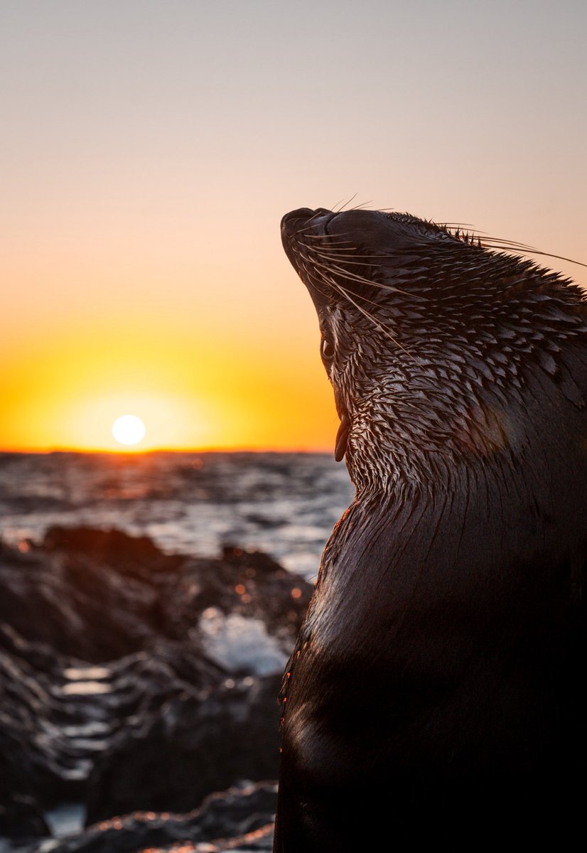 Rise and shine with these coastal buddies as they bask in the first light of the day! 🦭🌞