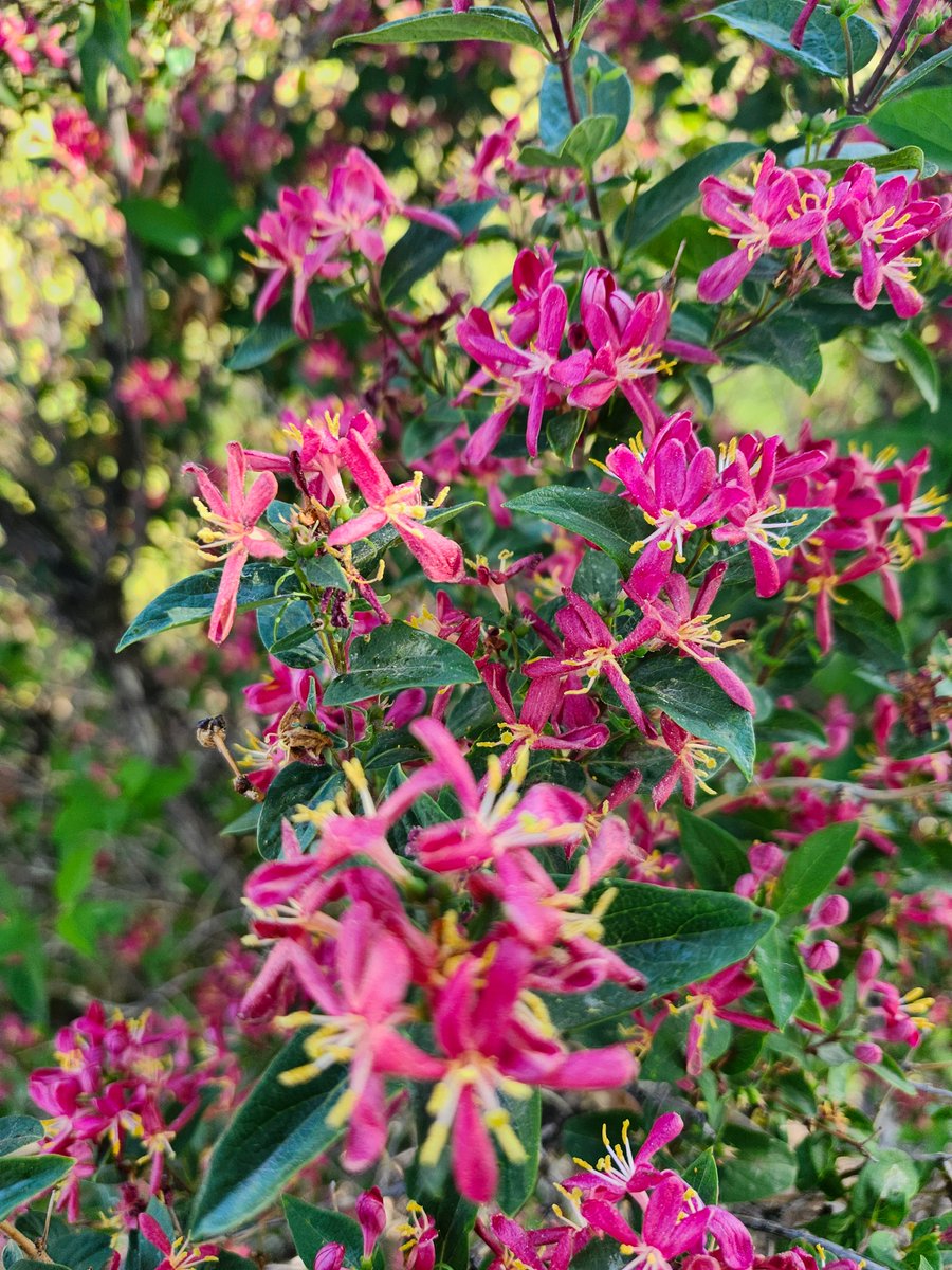 WalkingCalgary's tweet image. Another edition of Front Yard Flowers and Plants from #Highwood

#Calgary  #yyc