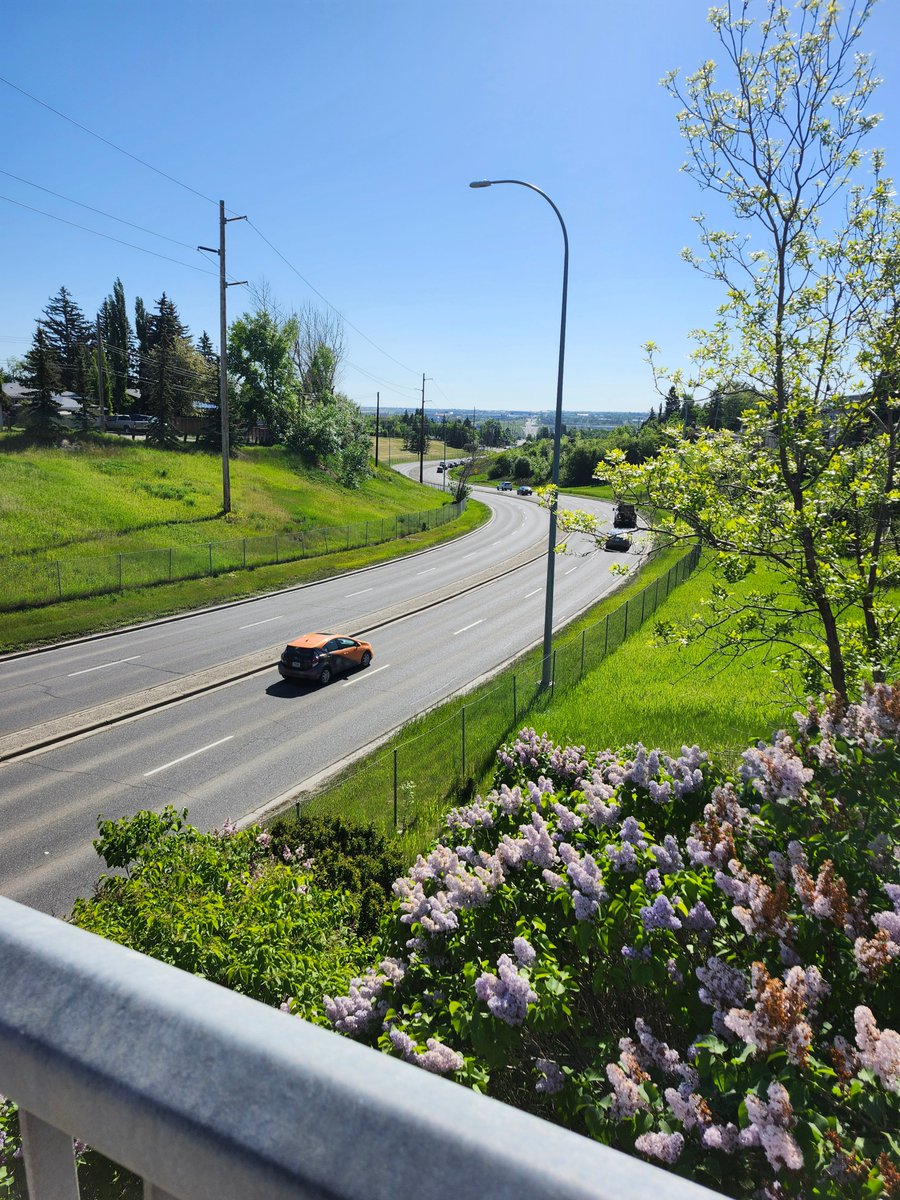 WalkingCalgary's tweet image. Today we made our second venture into #Highwood  

mapmywalk.com/workout/798590…

The mature trees along most of the streets in Highwood are just incredible

I just love the older neighbourhoods in the summertime.  They have so much character compared to newer areas. 

#Calgary  #yyc