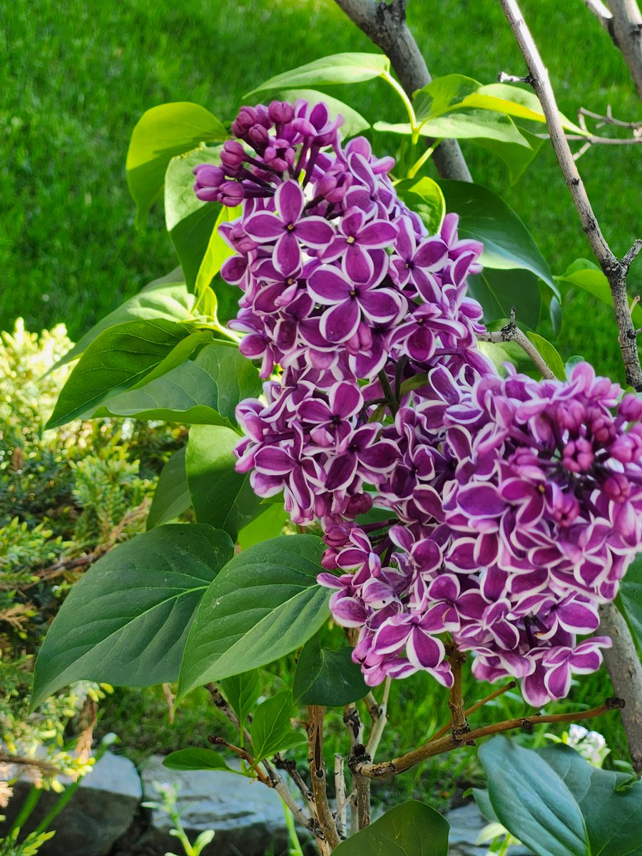 WalkingCalgary's tweet image. Another edition of Front Yard Flowers and Plants from #Highwood

#Calgary  #yyc
