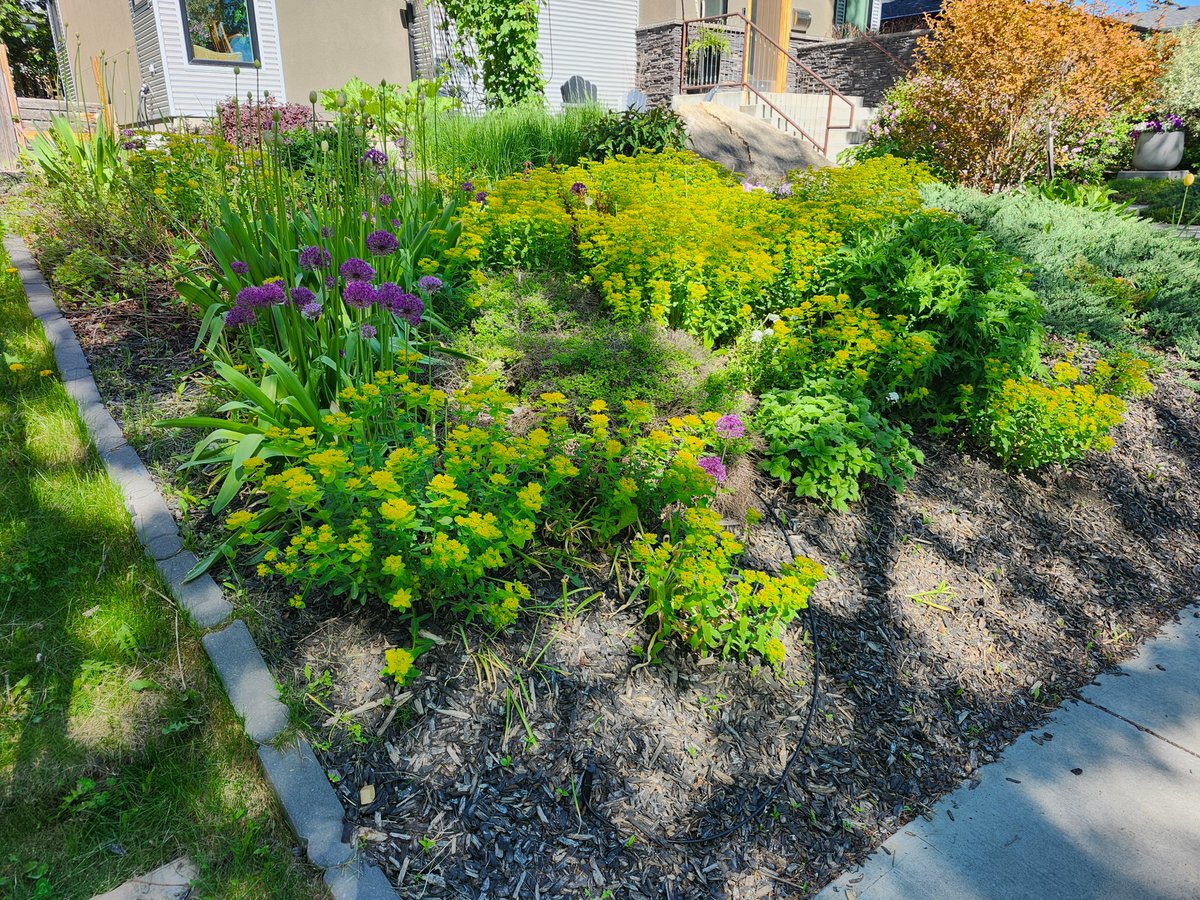 WalkingCalgary's tweet image. Another edition of Front Yard Flowers and Plants from #Highwood

#Calgary  #yyc