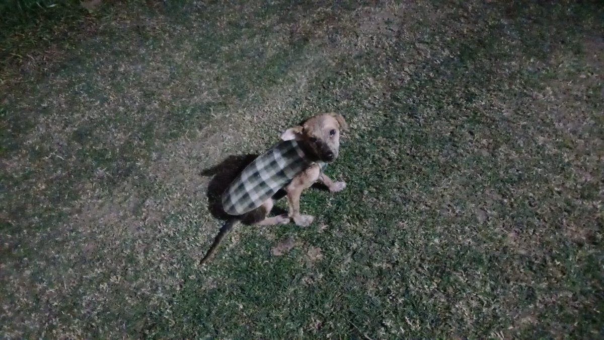 TiFaNiiii's tweet photo. Mi niña Tita.. tenemos límite de tiempo tíoz... Tita ya puede ir a una casa, ya está ella... Hasta este JUNIO nomás ya se puede quedar .. porfa RT para encontrarle un hogar que le ame y pueda seguir con su alopurinol.. 1/4 nomás consume por día, 1 una caja dura más de 3 meses 🙏 https://t.co/gdh3P0ZVgZ